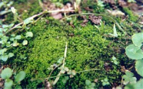 苔蘚植物介紹